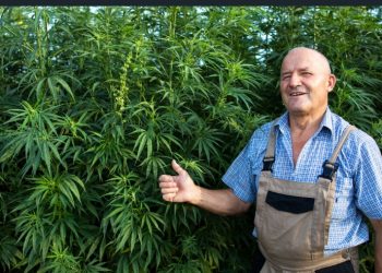 Sundae Driver Cannabis: The Perfectly Balanced Hybrid Strain