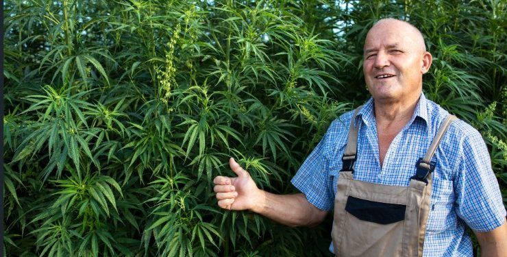 Sundae Driver Cannabis: The Perfectly Balanced Hybrid Strain