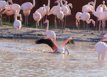 How to Book All-Inclusive New Zealand Tour Packages with Flamingo Transworld