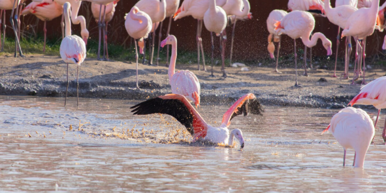 How to Book All-Inclusive New Zealand Tour Packages with Flamingo Transworld